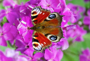 butterfly purple Phlox closeup