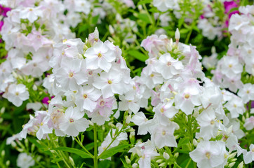 lot of white Phlox close-up