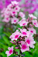 Naklejka premium single pink Phlox close-up