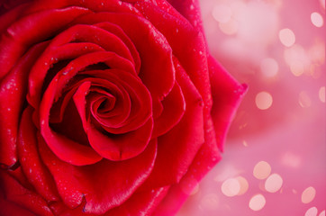 Obraz na płótnie Canvas Red rose in romantic background. Valentine's or mother's day.