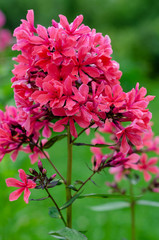 single red flower Phlox