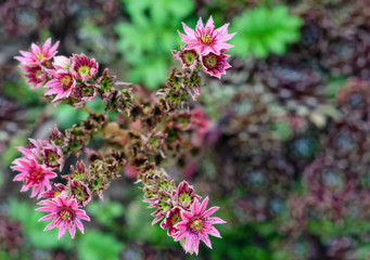 Sempervivum tectorum dark pink