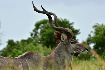 male of kudu antelope with its giant horns,Kruger national park,South Africa