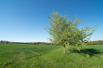 Fototapeta na wymiar Obstbäume Gebersheim