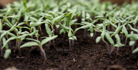 detail of small seedlings