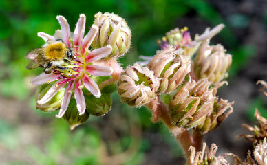 Sempervivum tectorum bee sun