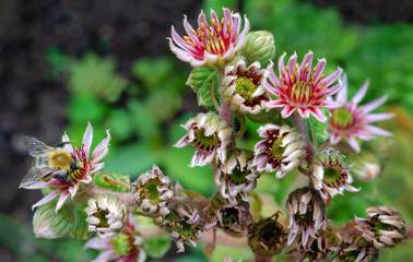 Sempervivum tectorum macro bee
