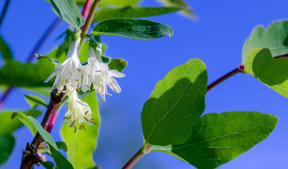 honeysuckle Bush flowers sky