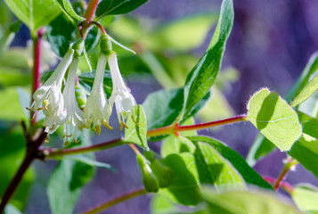 honeysuckle flowers sky close-up