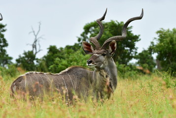 Naklejka na ściany i meble male of kudu antelope with its giant horns,Kruger national park,South Africa