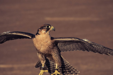 Der Falke