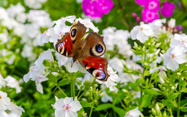 Admiral butterfly white Phlox