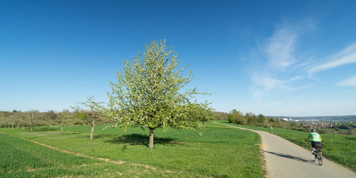 Obstbäume Gebersheim