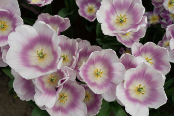 Pink and white tulips mango charm are blooming in the spring garden. Top view