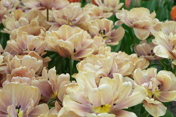The La Belle Epoque tulips bloom in the spring park