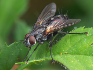 Little common fly resting at green leaf