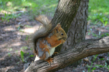 Naklejka na ściany i meble Squirrel with nut on the tree