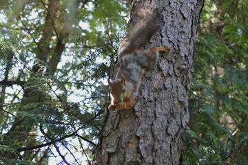 Obraz premium Squirrel with nut on the tree