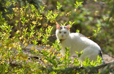 White Cat Sitting in the Bushes.