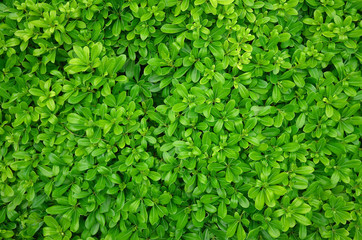 Green leaves pattern background natural background wallpaper