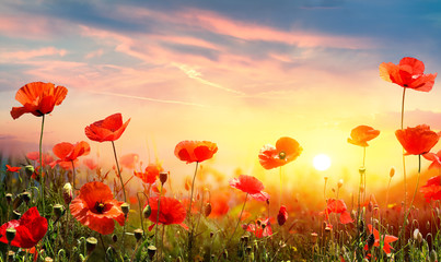 Poppies In Field At Sunset - obrazy, fototapety, plakaty