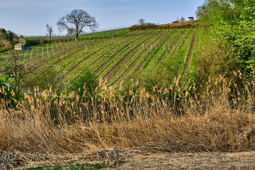 Am Weinberg