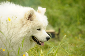 summer portrait of a samoyed on grass background
