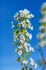 It's spring. Pear blossoms against the blue sky. Abstract blurred background. Beautiful nature scene with blooming branches and morning light.