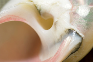 close up photo of seashell