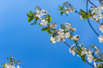 It's spring. Cherry blossoms against the blue sky. Abstract blurred background. Beautiful nature scene with flowering branches and morning light.