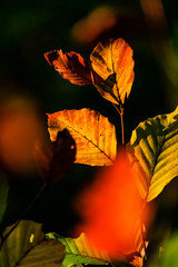 Blätter im Herbst