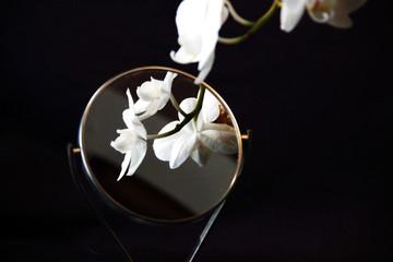 Photo of a white orchid reflected in a mirror