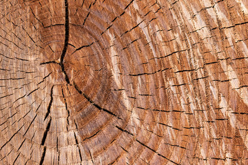 Fototapeta premium the texture of wood logs.Stylish Wooden background