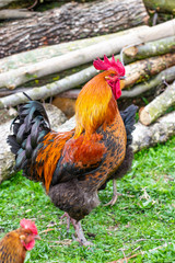 Beautiful black-red cock with a red crest, poultry yard, farm