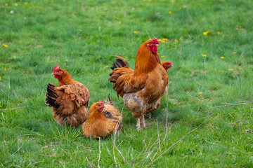 Naklejka na ściany i meble hen and green grass - free range chicken