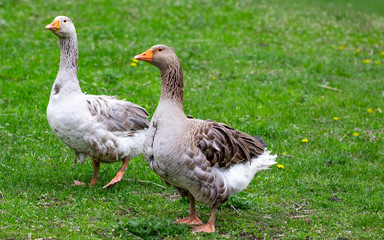 Geese in the grass. Domestic bird. Flock of geese. White geese