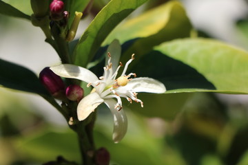 Kumquat Trees flower
