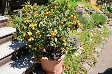 Fototapeta na wymiar Kumquat Trees with orange fruits in the garden