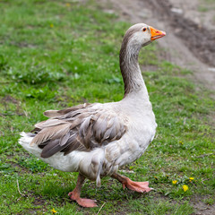 Geese in the grass. Domestic bird. Flock of geese. White geese