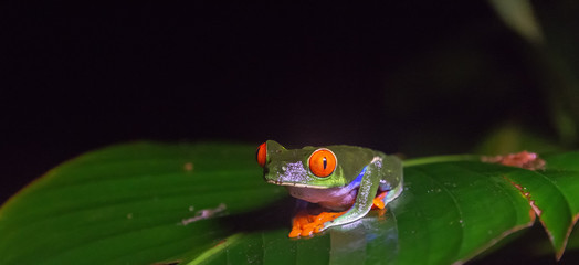 Huge orange eyes peer into the darkness as a spot light reveals a red-eyd tree frog crouching on a wide green leaf