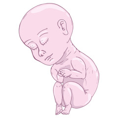 Baby in fetal position icon. Vector illustration of baby fetus. Hand drawn baby in fetal position.