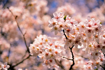 【神奈川県】横須賀市　諏訪大神社の桜