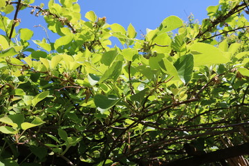 Kiwi flowers