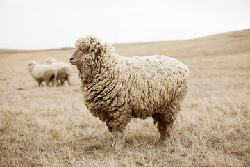 profile of sheep standing in field with two sheep in background