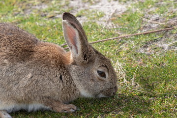 wild Kaninchen