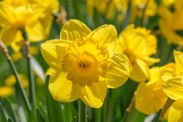 Narzisse (Narcissus)