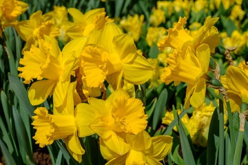 Narzisse (Narcissus)