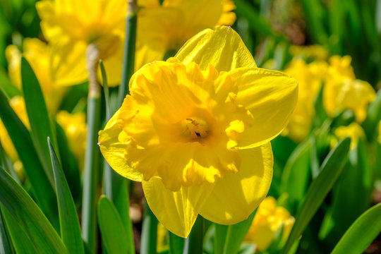 Gelbe Osterglocke / Narzisse (Narcissus)