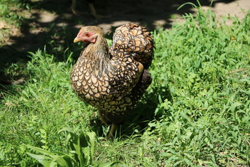 Free living Chicken  American Wyandots