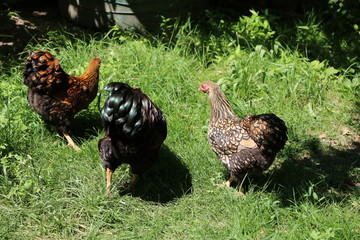 Free living Chicken  American Wyandots